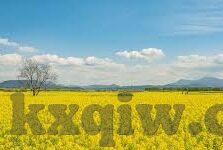 麻豆下载app免费-麻豆，解锁免费数字娱乐的新选择